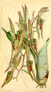Catasetum callosum