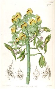 Catasetum cristatum (as Monochanthus cristatus et Myanthus cristatus) - Edwards vol 23 pl 1947A (1837)