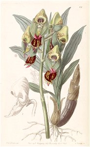 Catasetum maculatum - Edwards' vol. 26 pl. 62 (1840)-original