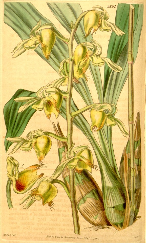Catasetum discolor (as Monachanthus bushnanii, spelled Monacanthus bushnani) - Curtis' 67 (N.S. 14) pl. 3832 (1841)