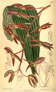 Catasetum microglossum - Curtis' 139 (Ser. 4 no. 9) pl. 8514 (1913)