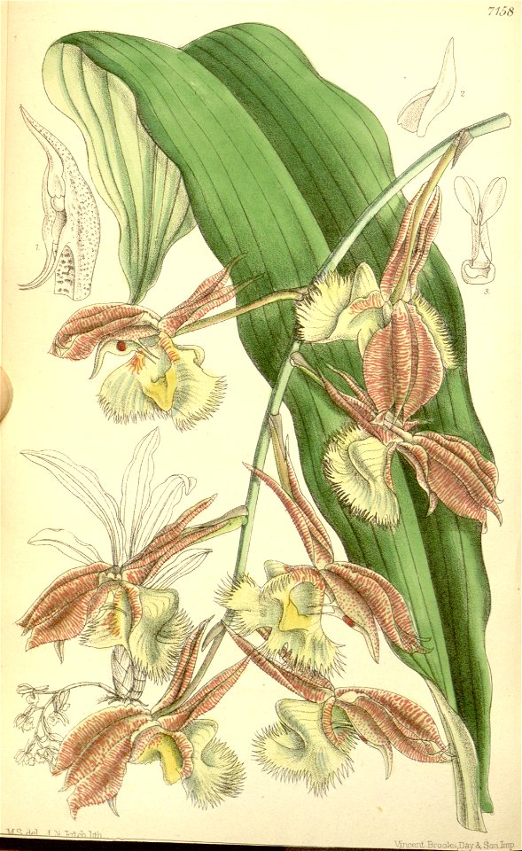 Catasetum fimbriatum - Curtis' 117 pl. 7158 (1891)