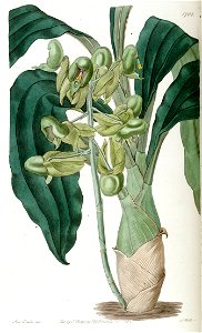 Catasetum purum (as Catasetum semiapertum) - Edwards vol 20 pl 1708 (1835)