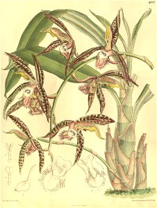 Catasetum saccatum (as C. christyanum) - Curtis' 131 pl. 8007 (1905). Free illustration for personal and commercial use.