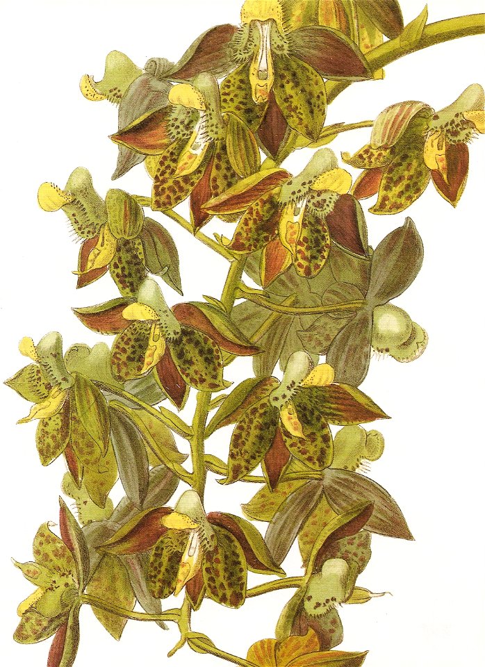 Catasetum atratum RHS