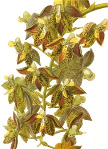 Catasetum atratum RHS