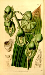 Catasetum integerrimum (as syn. ''Catasetum wailesii'') - Curtis' 68 pl. 3937 (1842)-original. Free illustration for personal and commercial use.