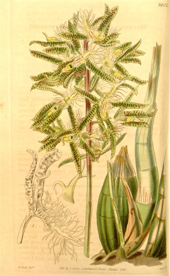 Catasetum barbatum (as Myanthus spinosus) - Curtis' 67 (N.S. 14) pl. 3802 (1841)