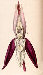 Catasetum laminatum - fig. 4, cut from Edwards vol 27 (NS 4) pl 4 (1841)