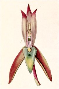 Catasetum callosum -fig. I, cut from Edwards vol 27 (NS 4) pl 5 (1841)