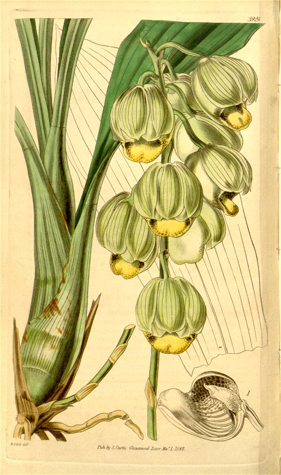 Catasetum luridum (as syn. C. abruptum) - Curtis' vol. 68 tab 3929 (1842)
