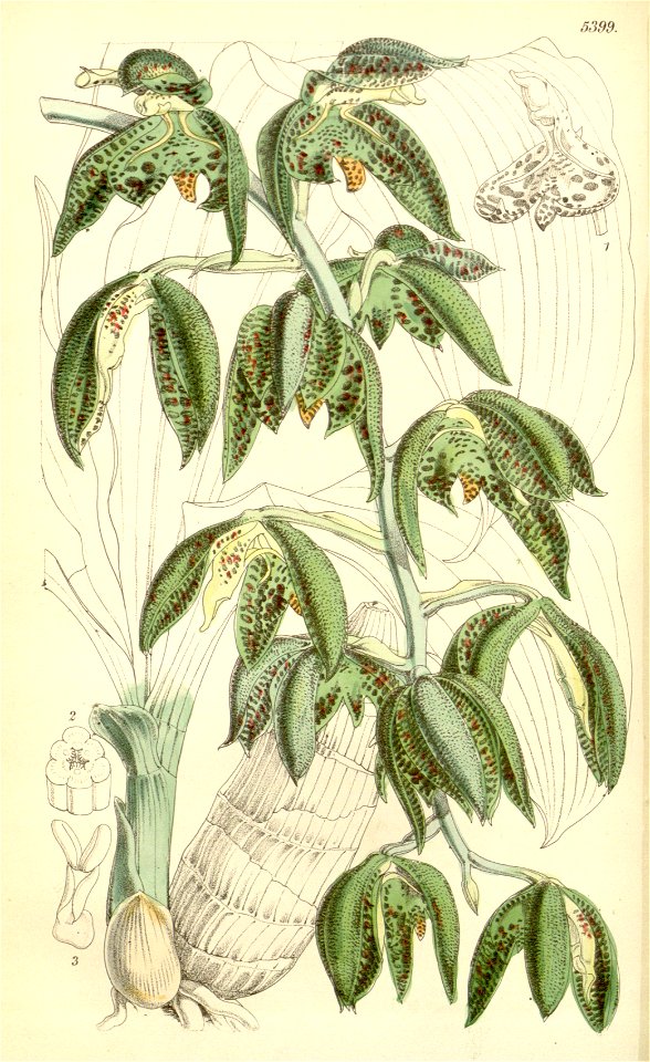 Catasetum cernuum - Curtis' 89 pl 5399 (1863)