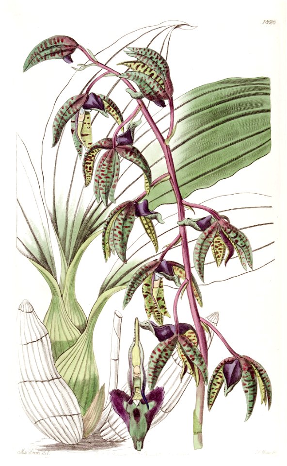 Catasetum deltoideum (as Myanthus deltoideus) - Edwards vol 22 pl 1896 (1836)