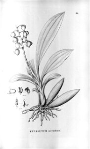 Catasetum micranthum - Fl.Br.3-5-089