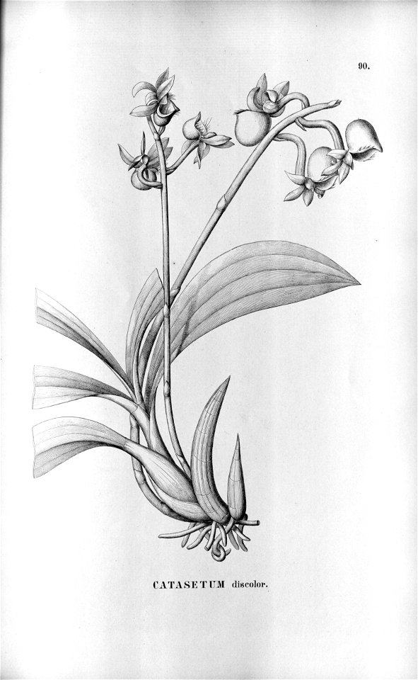 Catasetum discolor. . . . . .Flora Brasiliensis3-5-90