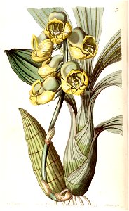 Catasetum planiceps - Edwards vol 29 (NS 6) pl 9 (1843). Free illustration for personal and commercial use.