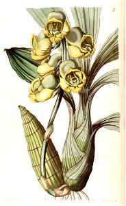 Catasetum planiceps - Edwards vol 29 (NS 6) pl 9 (1843)