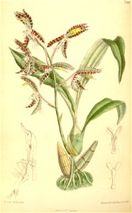 Catasetum garnetianum (spelled Catasetum garnettianum) - Curtis' 115 (Ser. 3 no. 45) pl 7069 (1889)