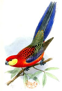Catalogue of the Birds in the British Museum plate 16
