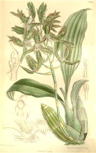 Catasetum randii