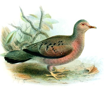 Catalogueofbirds21briti 0719c