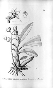 Catasetum labiatum (as Catasetum hookeri var. labiatum) - Catasetum cernuum (as Catasetum cernuum var. umbrosum) - Fl.Br.3-5-86. Free illustration for personal and commercial use.