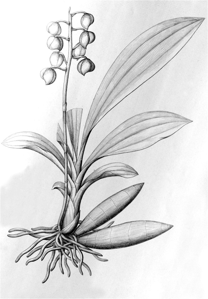 Catasetum micranthum - Fl.Br.3-5-089 - cropped