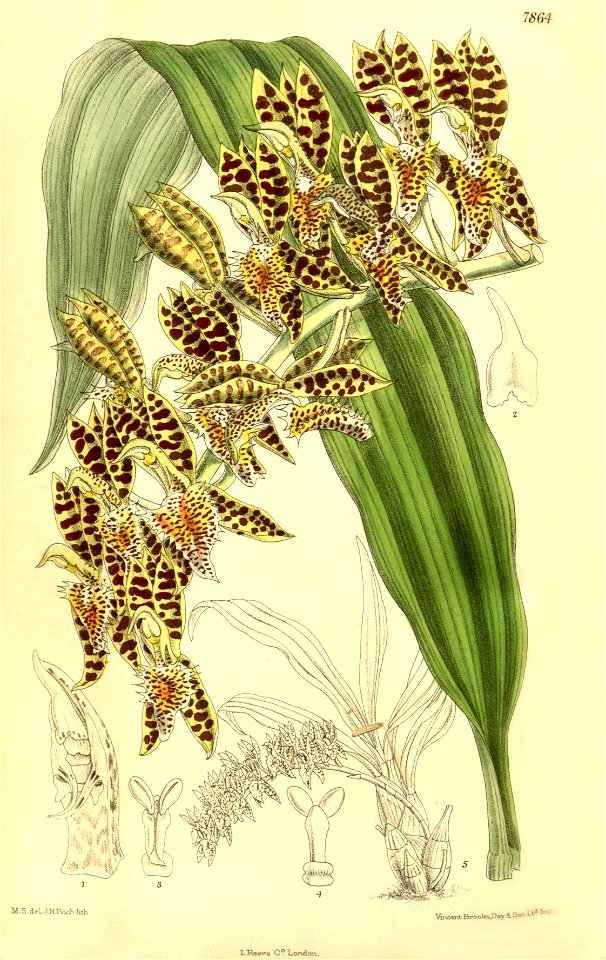 Catasetum quadridens - Curtis' 128 (Ser. 3 no. 58) pl. 7864 (1902)