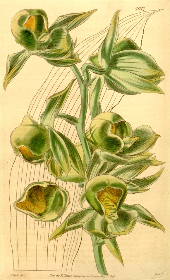 Catasetum viridiflavum