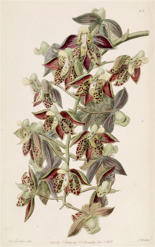 Catasetum atratum - Edwards vol 24 (NS 1) pl 63 (1838)