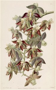 Catasetum atratum - Edwards vol 24 (NS 1) pl 63 (1838)
