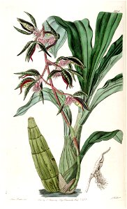 Catasetum barbatum (as Myanthus b.) - Edwards vol 21 (1836) pl 1778