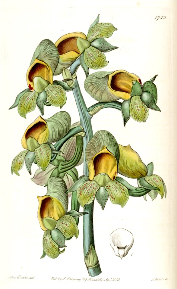 Catasetum cernuum (as Monachanthus viridis) - Edwards vol 21 pl 1752 (1836)