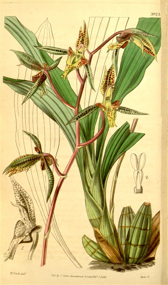 Catasetum deltoideum (as Myanthus d.) - Curtis v. 68 pl 3923