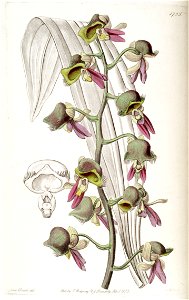 Catasetum discolor (as Monachanthus discolor) - Edwards vol 20 pl 1735 (1835)