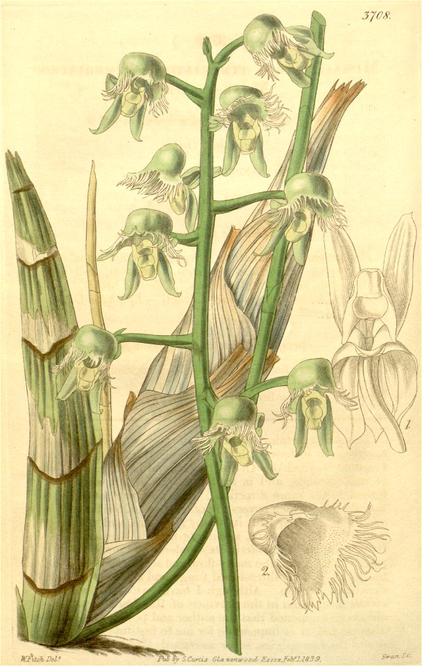 Catasetum gardneri (as Monachanthus fimbriatus) - Curtis' 65 (N.S. 12) pl. 3708 (1839)