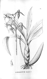 Catasetum gnomus - Fl.Br.3-5-084