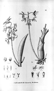 Catasetum lemosii-Catasetum discolor (as Catasetum ciliatum) Fl.Br. 3-5-87. Free illustration for personal and commercial use.