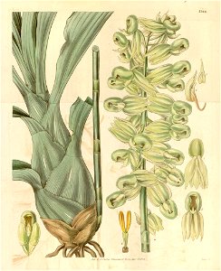Catasetum purum