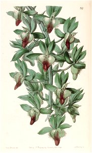 Catasetum socco (as Catasetum trulla) - Edwards vol 27 (NS 4) pl 34 (1841)