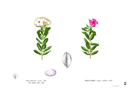 Catharanthus roseus Blanco1.42