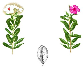 Catharanthus roseus Blanco1.42-cropped