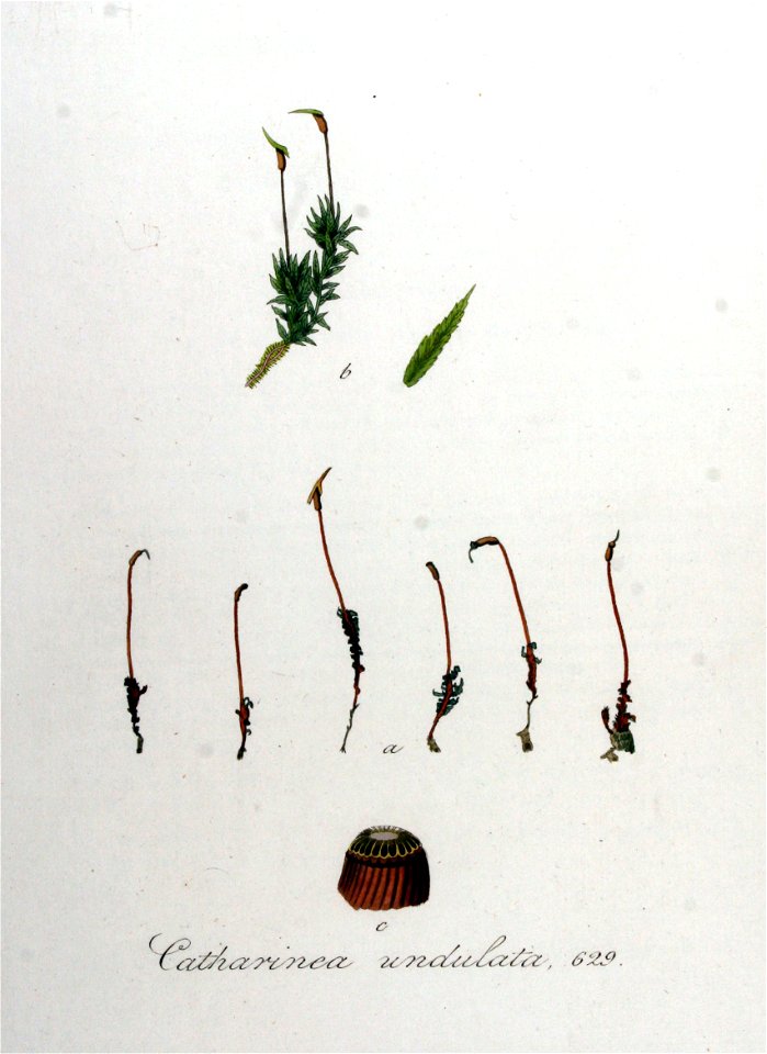 Catharinea undulata — Flora Batava — Volume v8