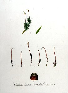 Catharinea undulata — Flora Batava — Volume v8