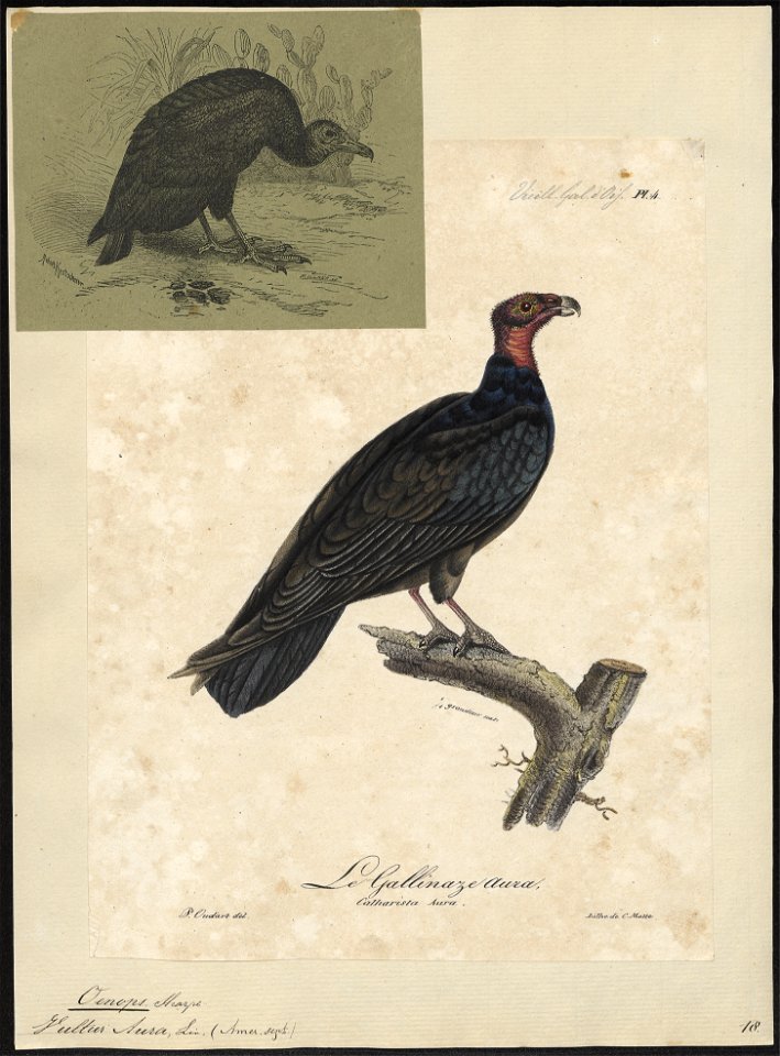 Catharista aura - 1825-1834 - Print - Iconographia Zoologica - Special Collections University of Amsterdam - UBA01 IZ18100130