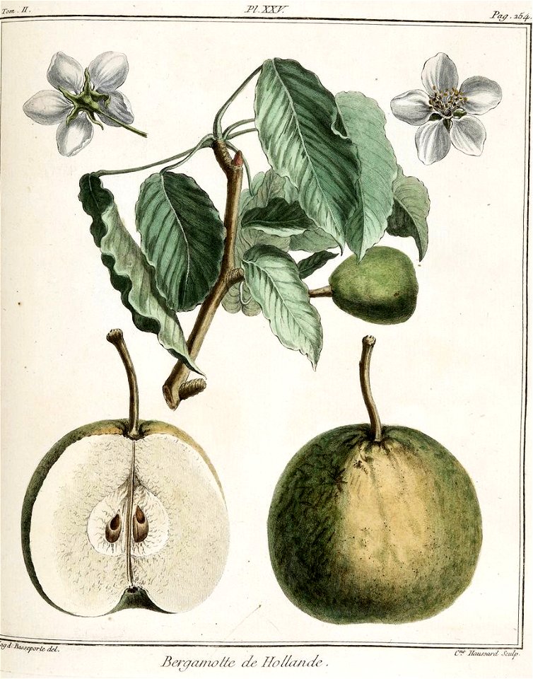 Catherine Haussard-bergamotte de Hollande-Traité des arbres fruitiers- Duhamel du Monceau