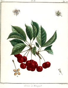 Catherine Haussard-cerises à bouquet -Traité des arbres fruitiers- Duhamel du Monceau