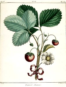Catherine Haussard-fraisier ananas -Traité des arbres fruitiers- Duhamel du Monceau