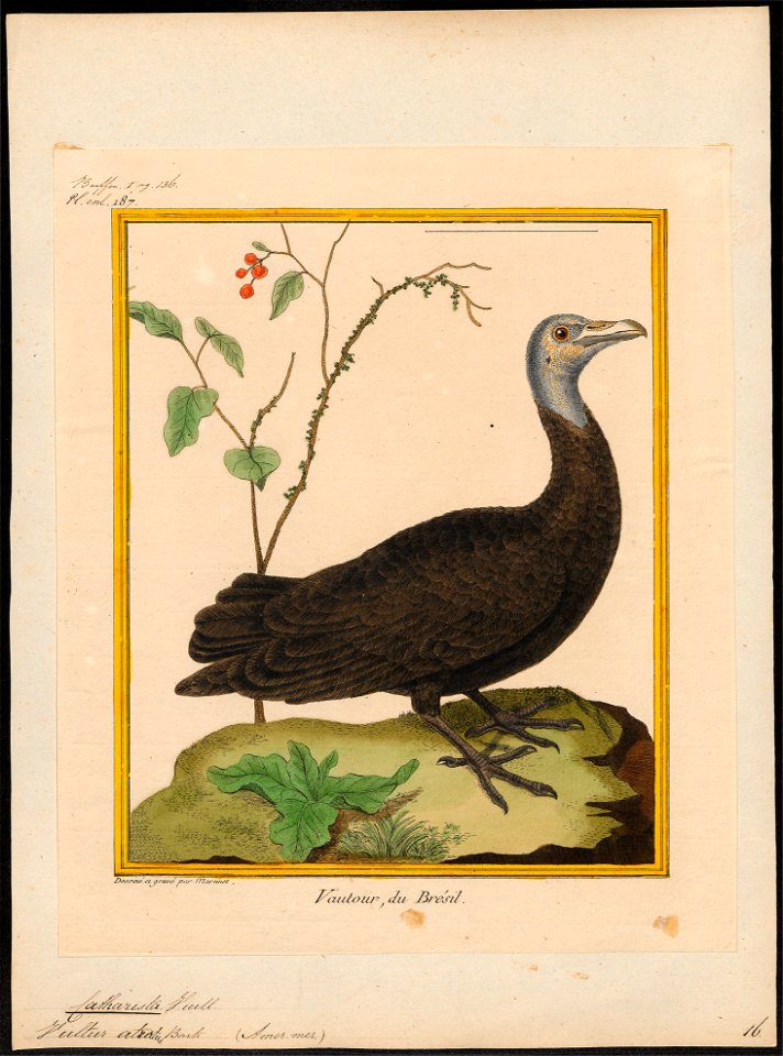 Catharista atrata - 1700-1880 - Print - Iconographia Zoologica - Special Collections University of Amsterdam - UBA01 IZ18100121
