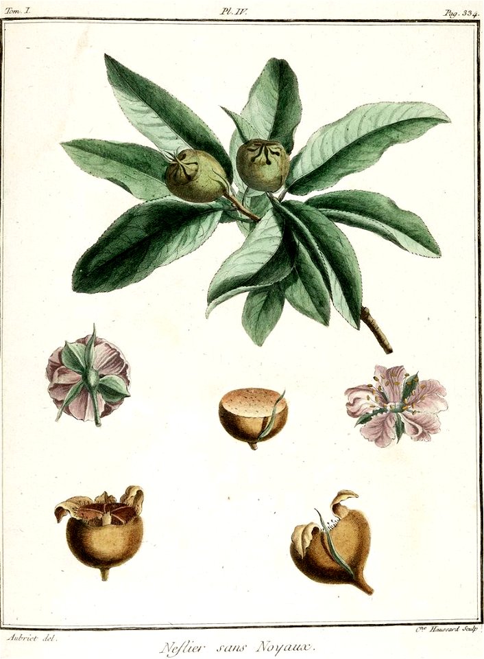 Catherine Haussard-Néflier sans noyau -Traité des arbres fruitiers- Duhamel du Monceau